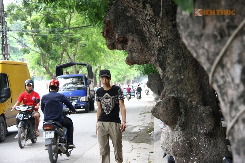 Nhung cay co thu ky di tren pho Doi Can, Ha Noi-Hinh-12